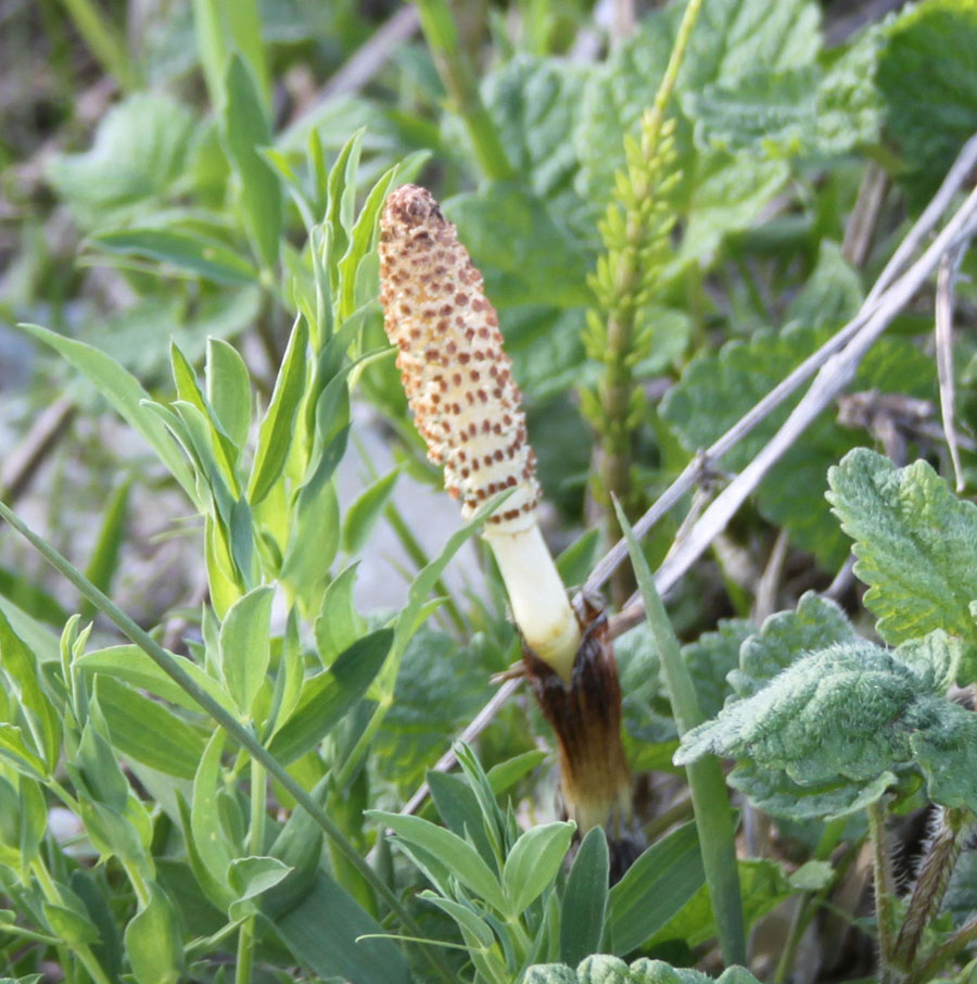 Equisetum telmateja e E. arvense